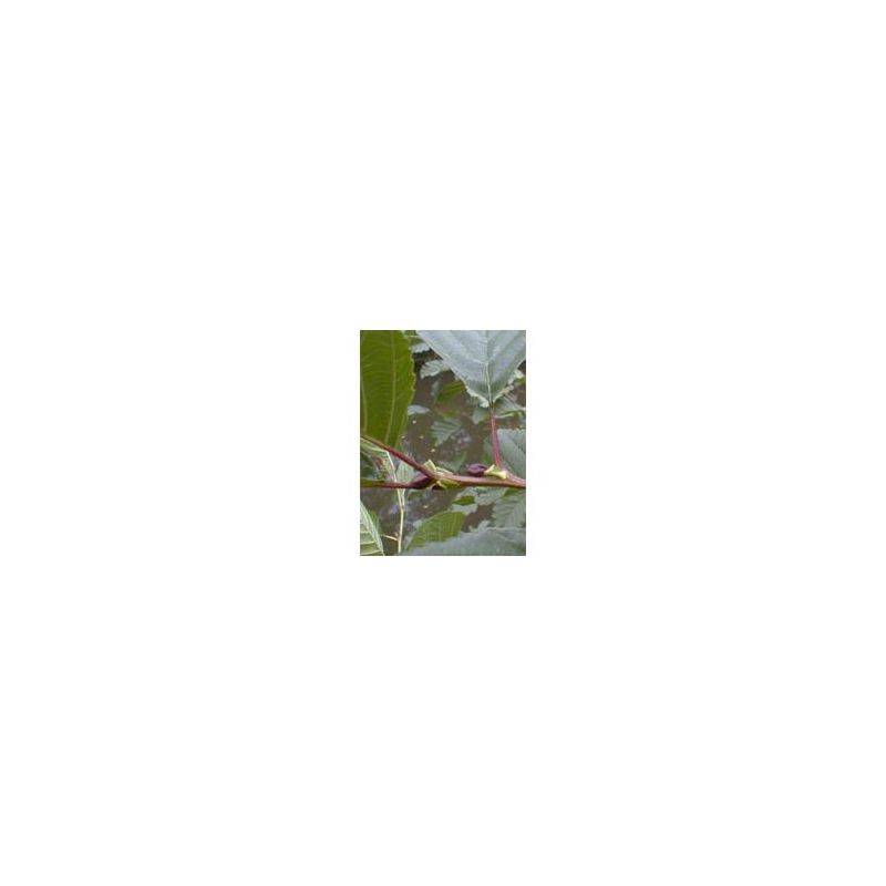 MSA Alnus Glutinosa 50ml