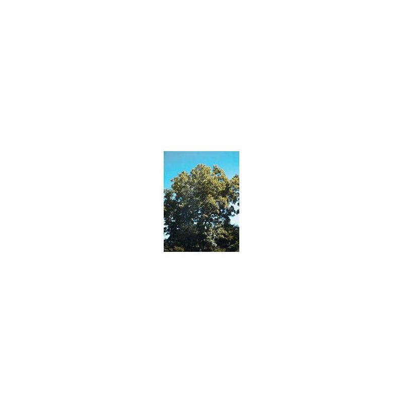 MSA FRAXINUS EXCELS 50ML