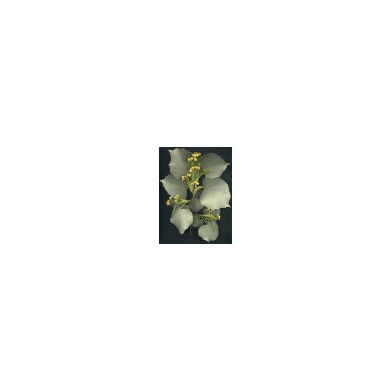 MSA TILIA TOMENTOSA 50ML