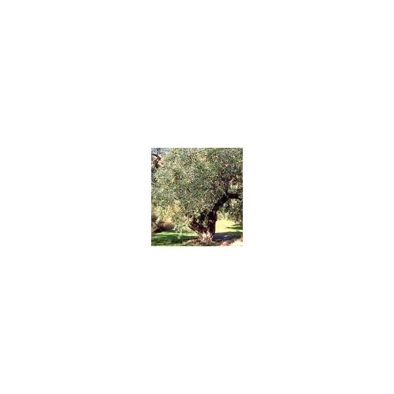 MSA Olea Europaea - Olio Essenziale Puro 50ml