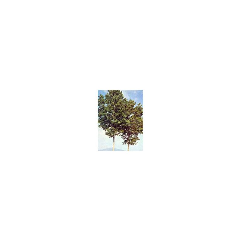 MSA Populus Nigra Essenza Concentrata 50ml