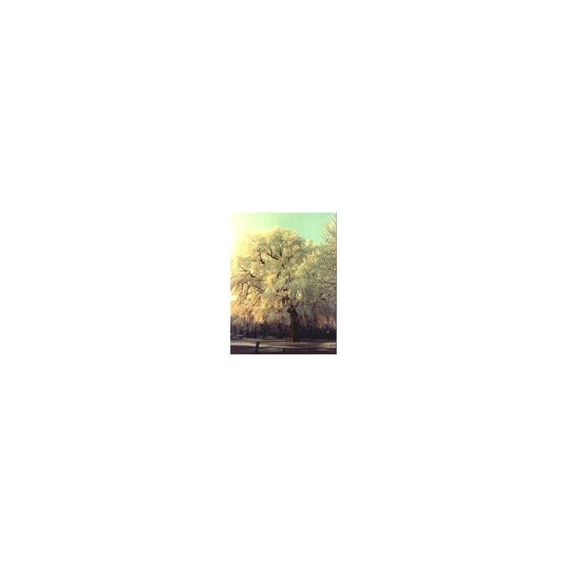 MSA Elm Tree (Ulmus Campestris) Extract, 50ml