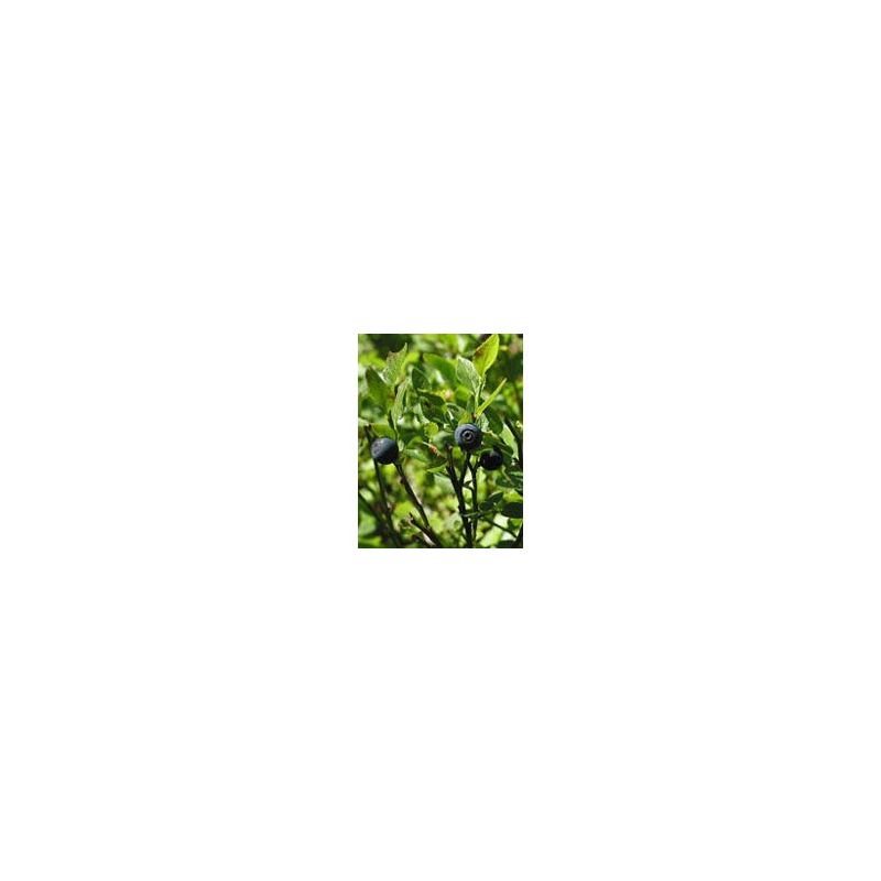 MSA Vaccinium Myrtillus Extracto 50ml