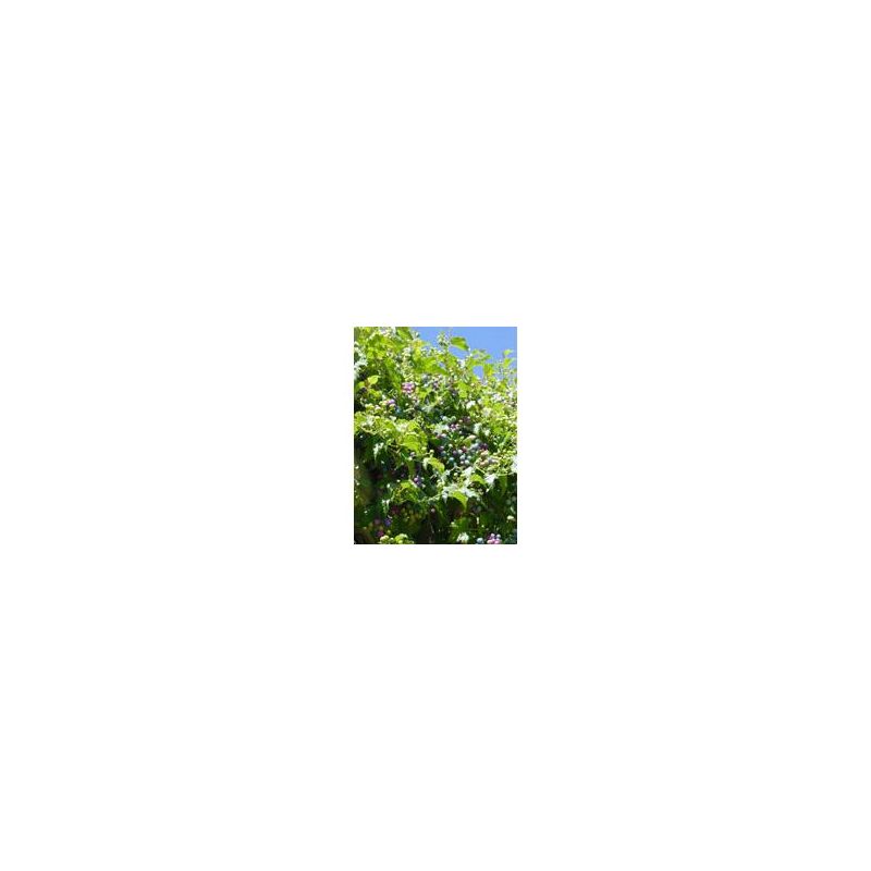 MSA Ampelopsis Weitchii Extract, 50ml