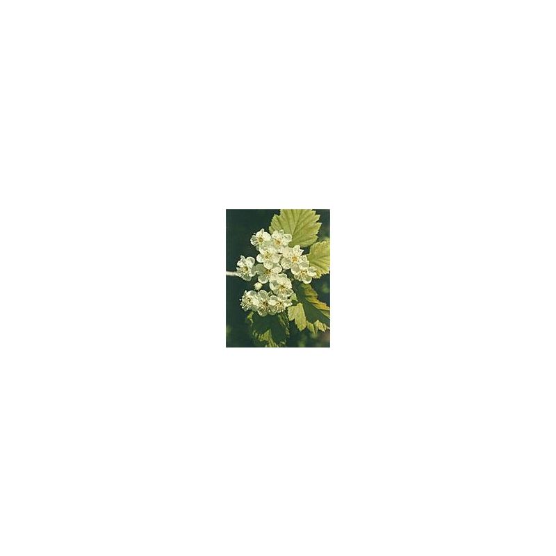 TSA Crataegus Oxycantha Extracto 50ml