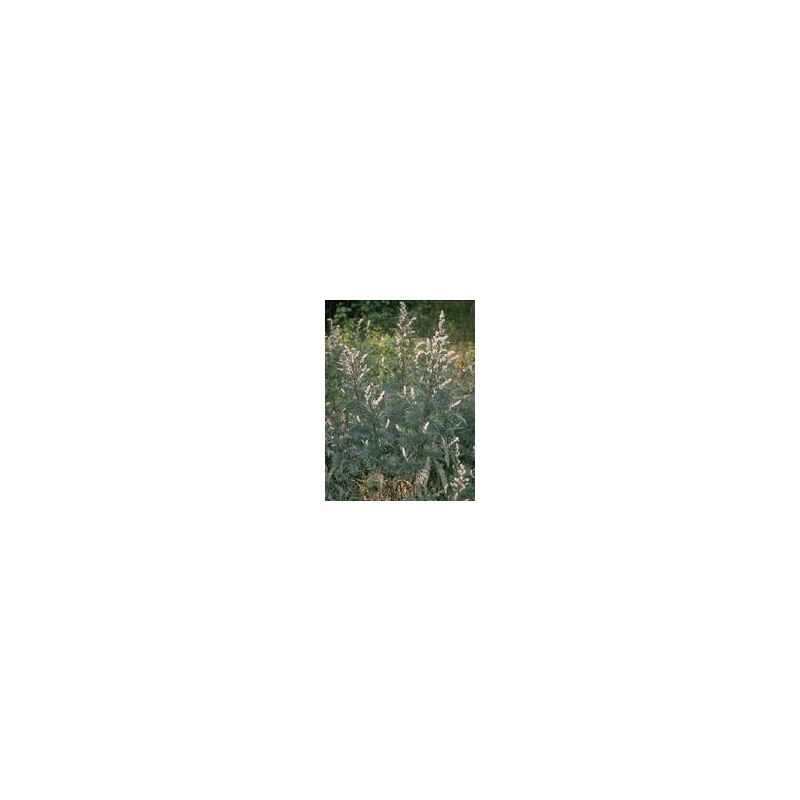 Artemisia Vulgaris TSA - Estratto Naturale 50ml