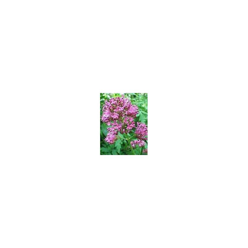 TSA Valeriana Officinalis Essenza Naturale 50ml