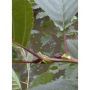 MSA Alnus Glutinosa 50ml