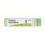 Boiron Conium Maculatum 05Ch - Tubo di Granuli Omeopatici da 4g