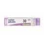 Boiron Ledum Palustre 30Ch - Tubo da 4g di Granuli Omeopatici
