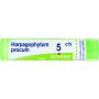 Boiron Harpagophytum Procumbens 05Ch - Granuli Homeopatici 4g