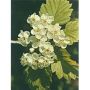 MSA Estratto di Crataegus Oxyaca 50ml