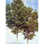 MSA Populus Nigra Essenza Concentrata 50ml
