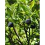 MSA Vaccinium Myrtillus Extracto 50ml