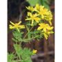 TSA Hypericum Perforatum Natural Extract, 50ml