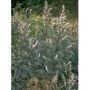 Artemisia Vulgaris TSA - Estratto Naturale 50ml