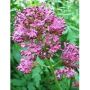 TSA Valeriana Officinalis Essenza Naturale 50ml