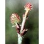 MSA Pinus Montana Essential Oil 50ml