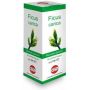 Macerato Glicerico di Ficus Carica 100ml - Estratto Naturale