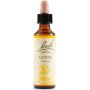Bach Original Gorse Flower Essence, 20ml