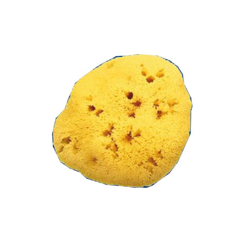 Spugna Naturale Fori L 10/11cm 7