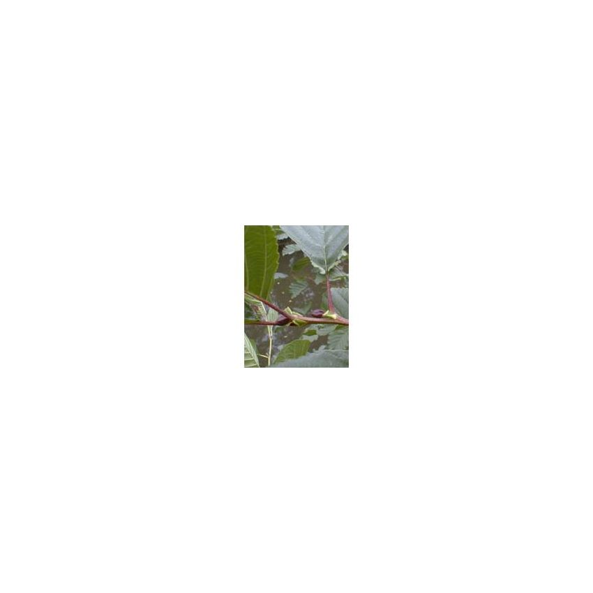 MSA Alnus Glutinosa 50ml