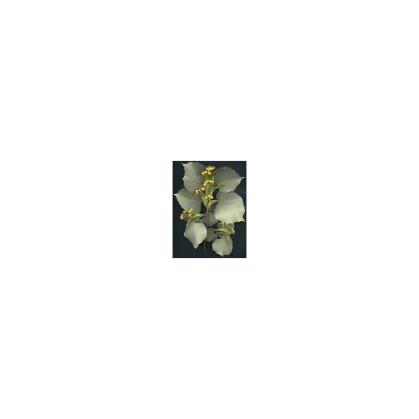 MSA TILIA TOMENTOSA 50ML