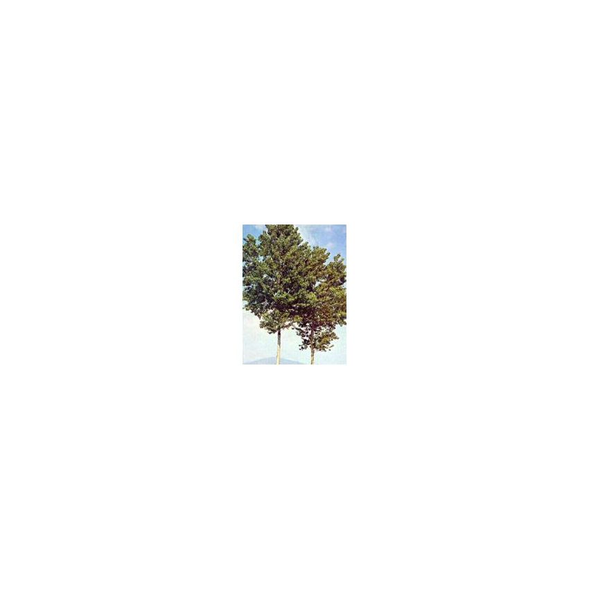 MSA Populus Nigra Essenza Concentrata 50ml