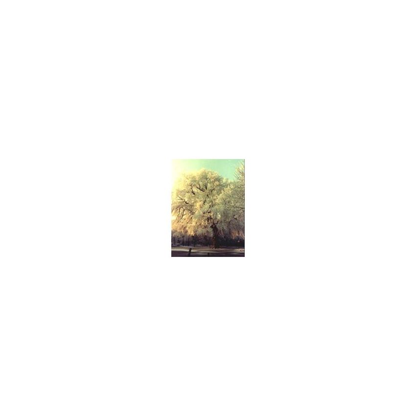MSA Elm Tree (Ulmus Campestris) Extract, 50ml