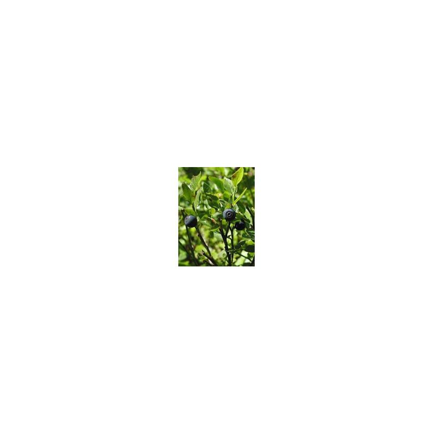 MSA Vaccinium Myrtillus Extracto 50ml