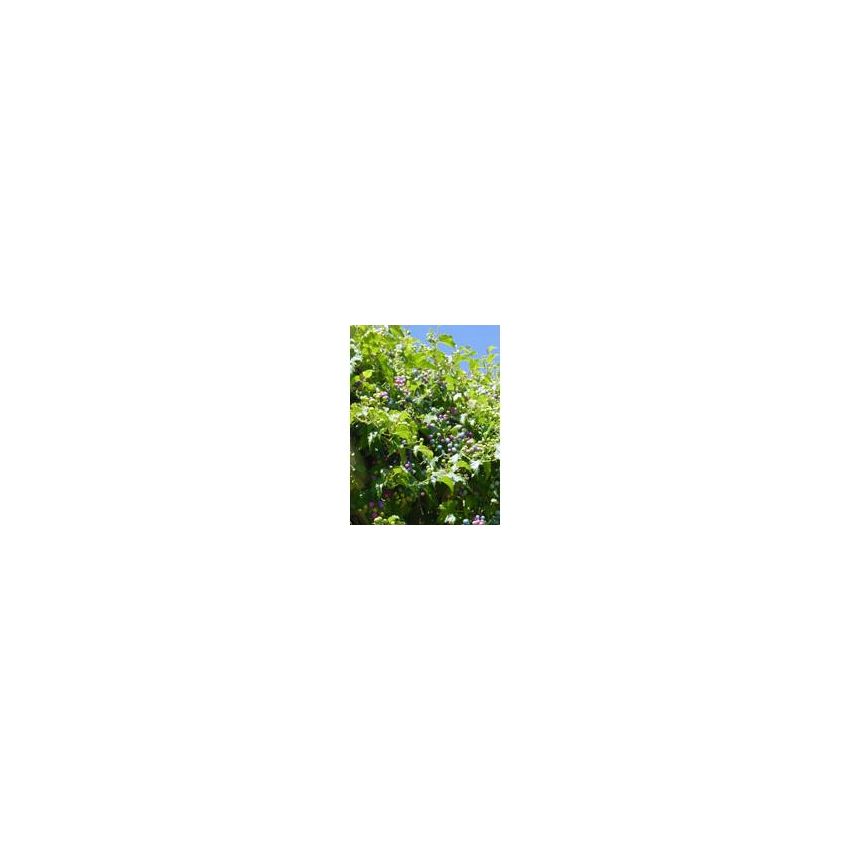 MSA Ampelopsis Weitchii Extract, 50ml