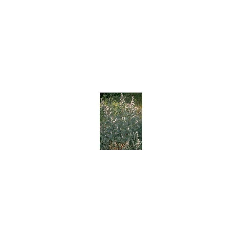 Artemisia Vulgaris TSA - Estratto Naturale 50ml