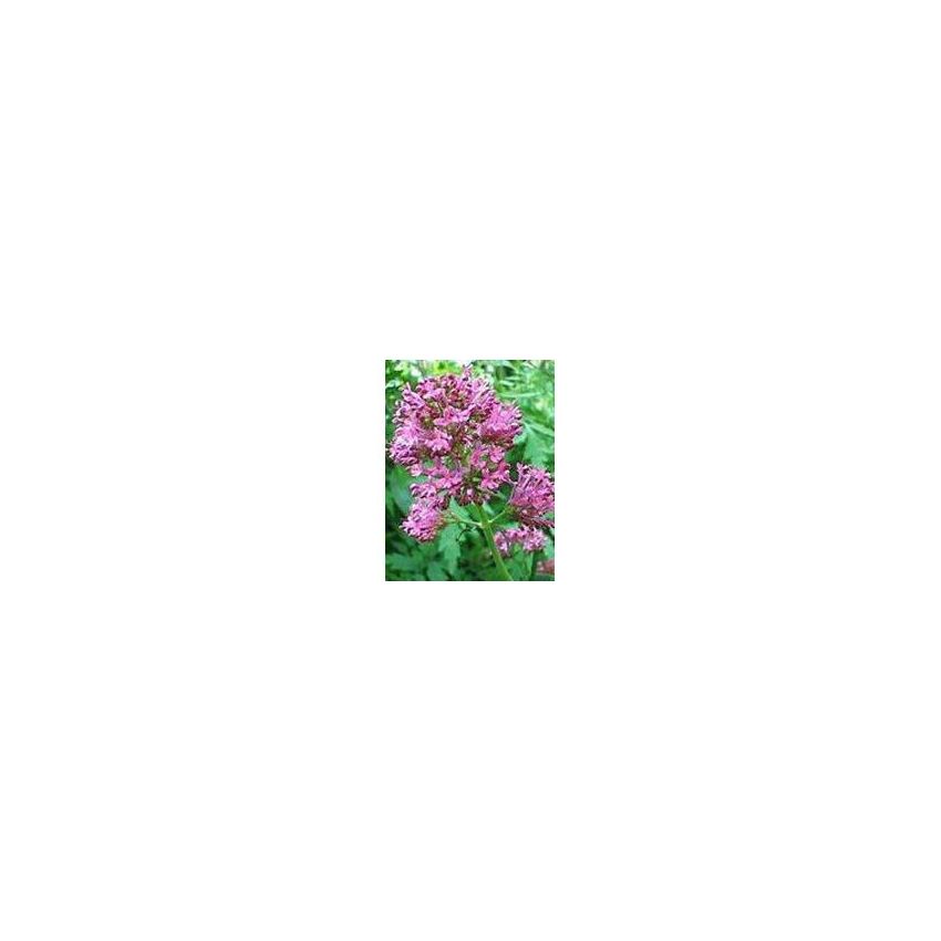 TSA Valeriana Officinalis Essenza Naturale 50ml