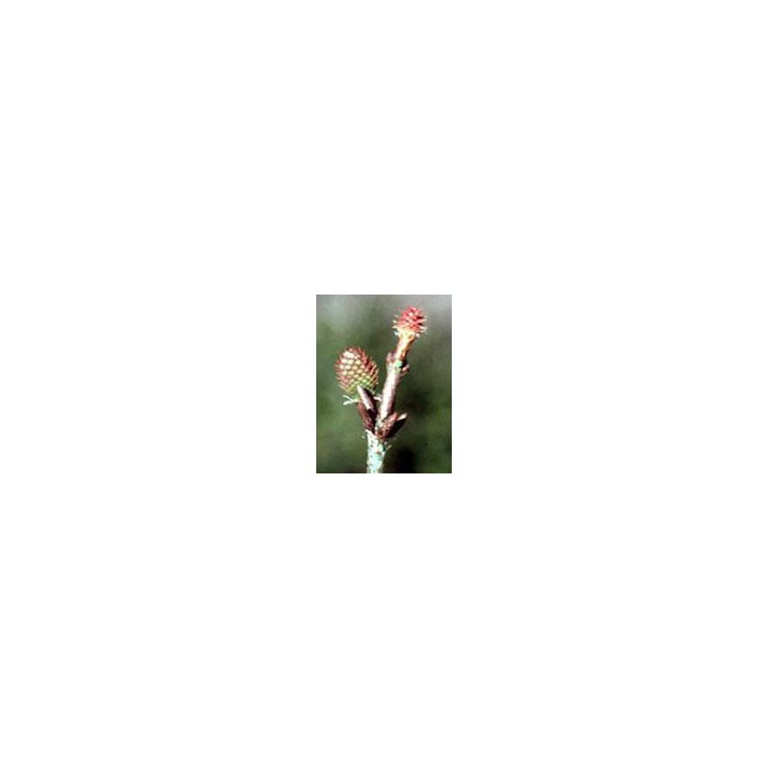 MSA Pinus Montana Essential Oil 50ml