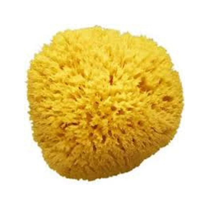 Amidosan Spugna Marina di Alta Qualità, 13 cm