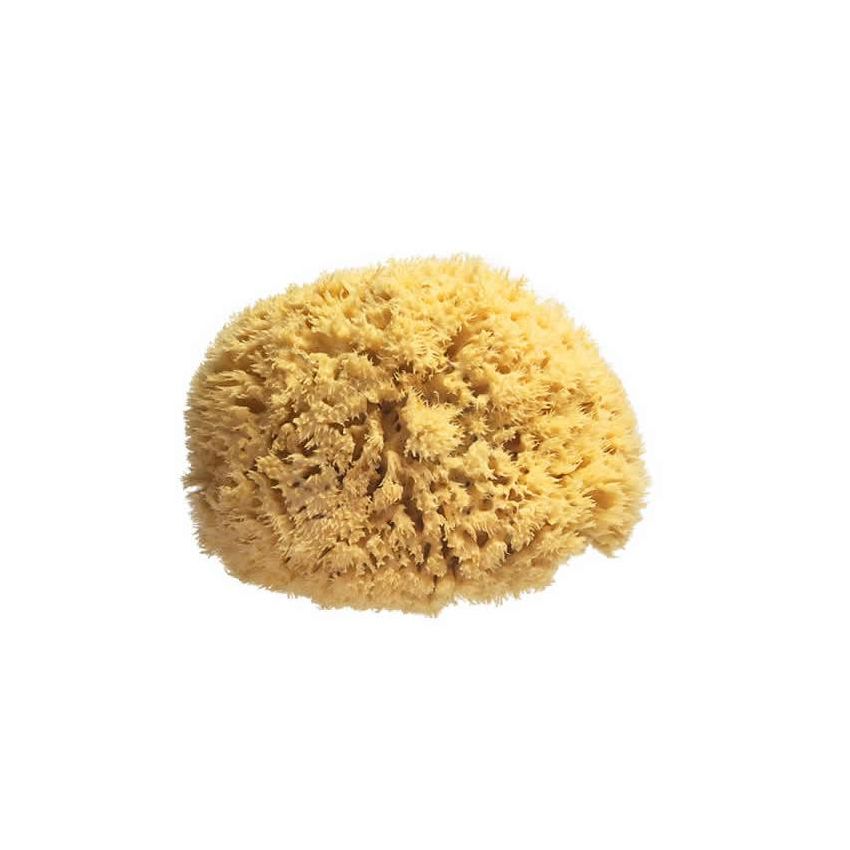 Spugna Naturale di Grande Dimensione