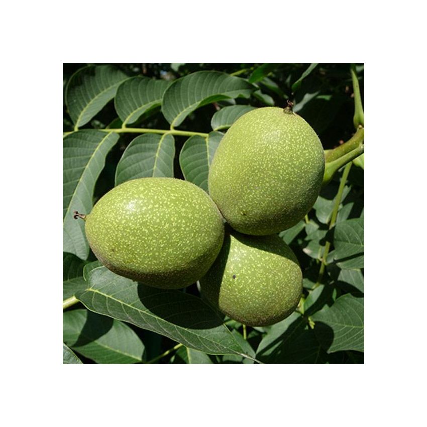 Adamah Eie Noce - Olio Essenziale di Noce Puro 60ml