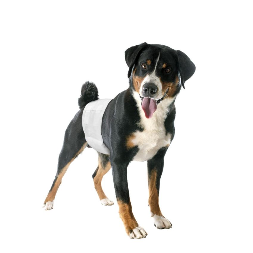 Camon - Pannolini a Fascia per Cani Maschi, Misura 1