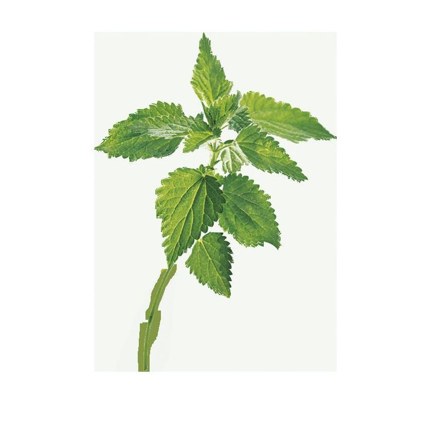 Shampoo Klorane all'Ortica per Capelli Grassi - 400ml