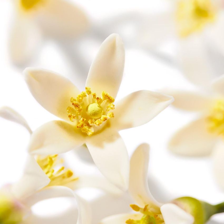 Nuxe Huile Prodigieuse Olio Néroli Idratante Multifunzionale 100ml