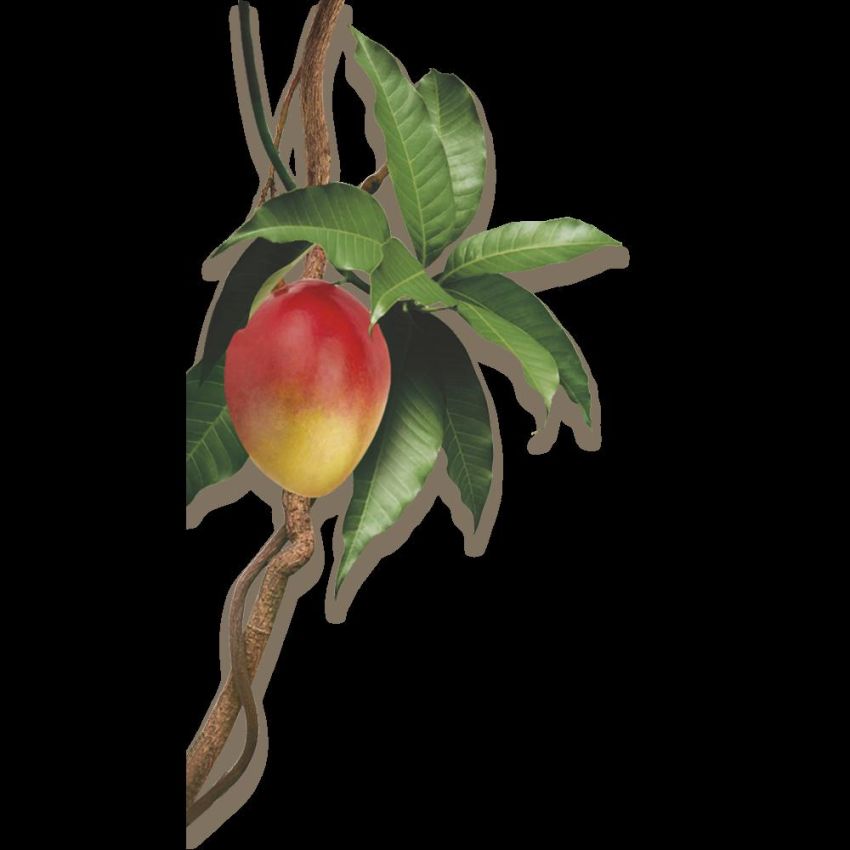 Klorane Balsamo Nutriente al Mango per Capelli Secchi - 50ml