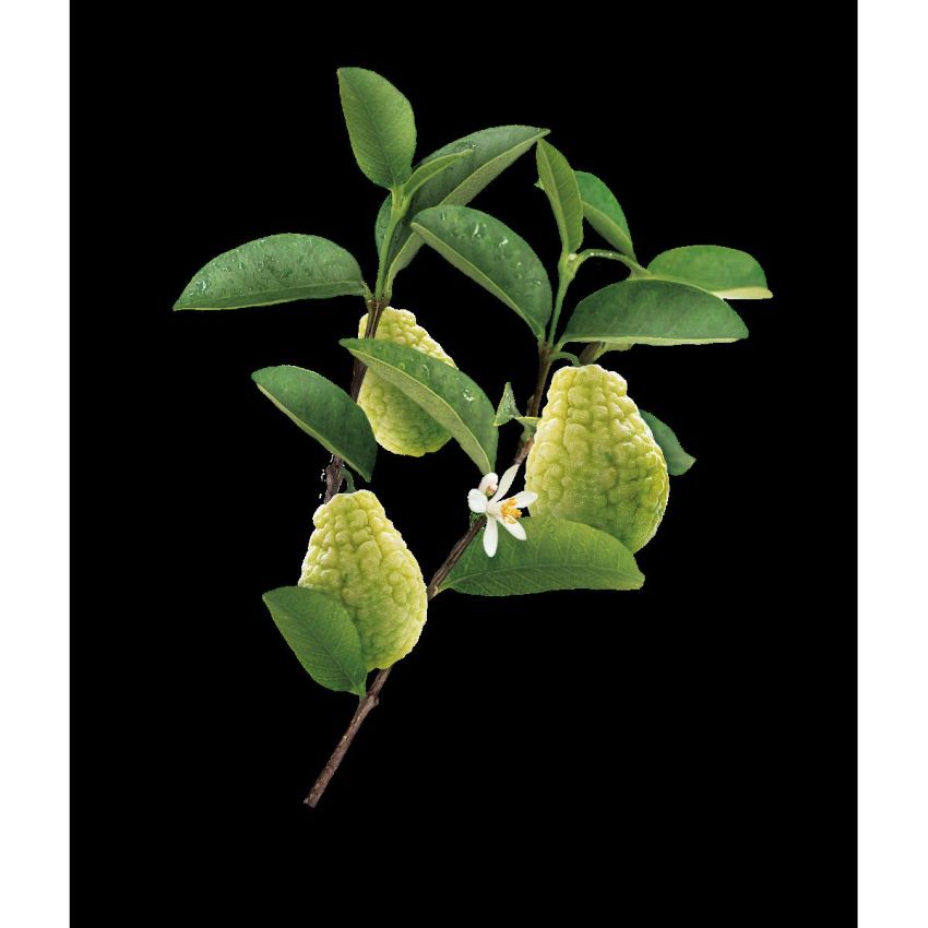 Klorane Shampoo Leggero con Polpa di Cedro - 200ml