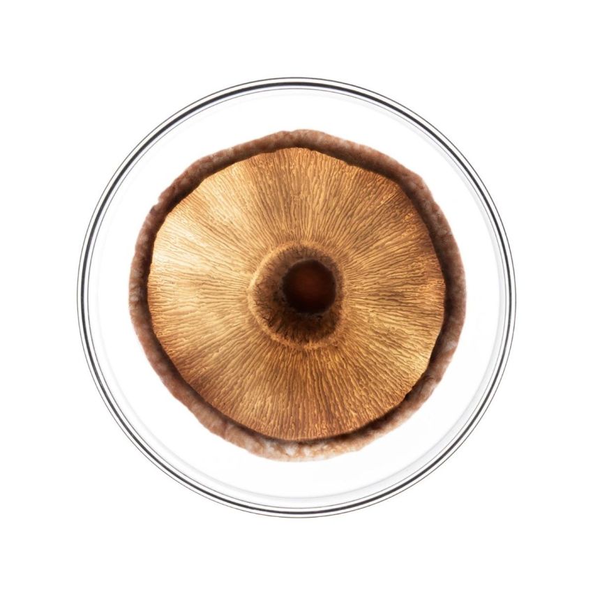 Phyto Phytocyane Fiale per Uomo - Trattamento Intensivo 15x5ml