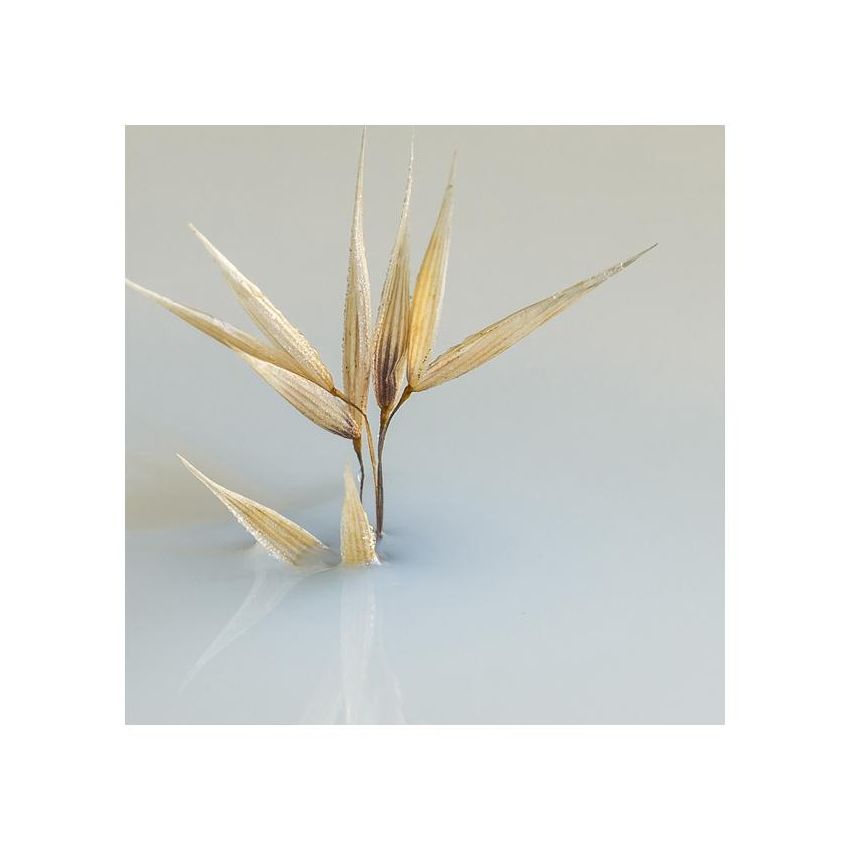 Phyto Delicato Shampoo Ultra-Delicato 250ml