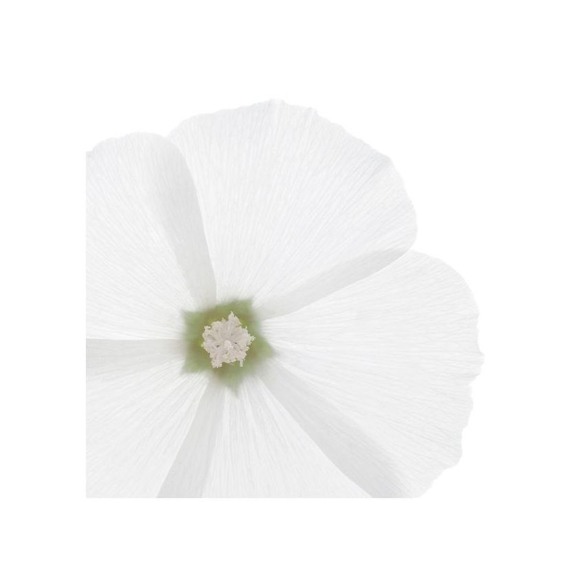 Phyto Balsamo Delicato per Uso Frequente - 175ml